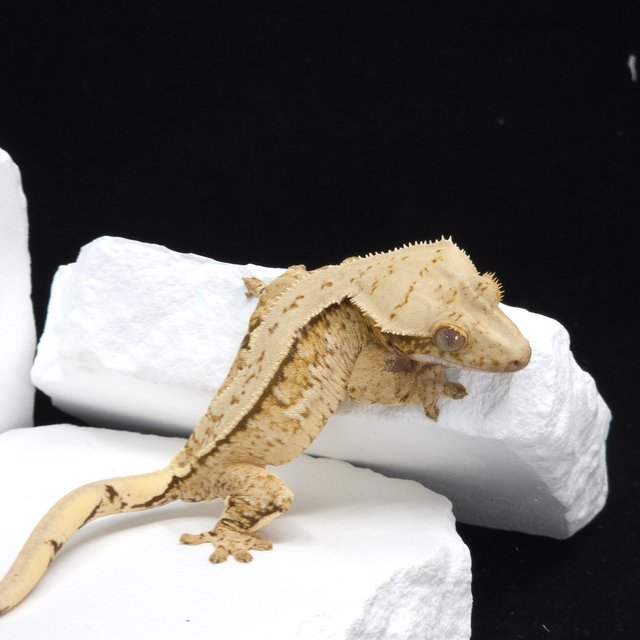 Tri Extreme Harlequin