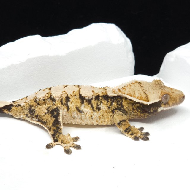 Tri Extreme Harlequin