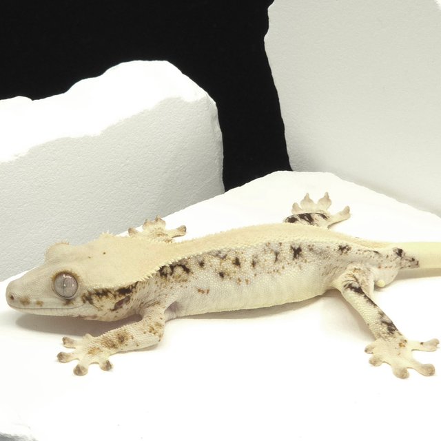 Solid Back Lilly White