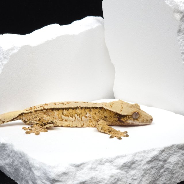 Tri Extreme Harlequin