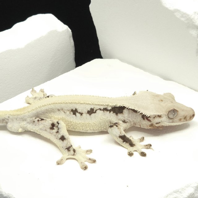 Solid Back Lilly White