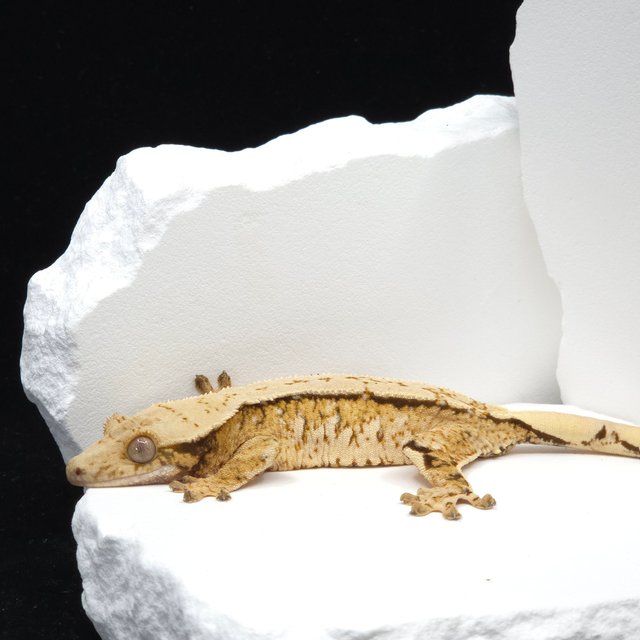 Tri Extreme Harlequin