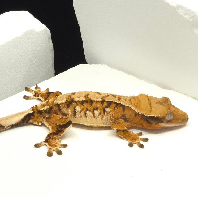 Tangerine Tri Extreme Harlequin