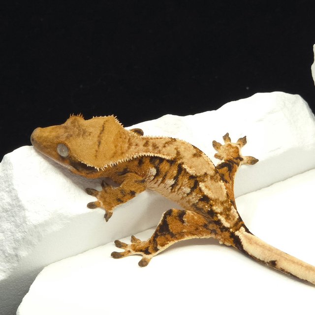 Tangerine Tri Extreme Harlequin