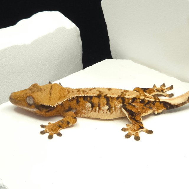 Tangerine Tri Extreme Harlequin