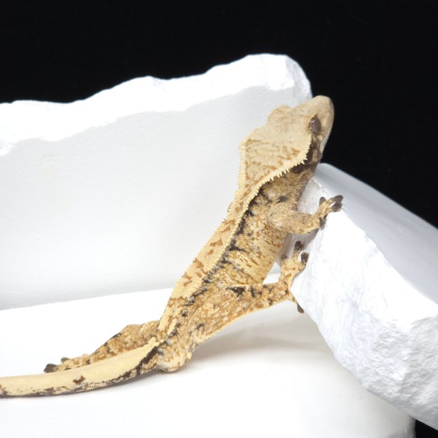 Tangerine Tri Extreme Harlequin