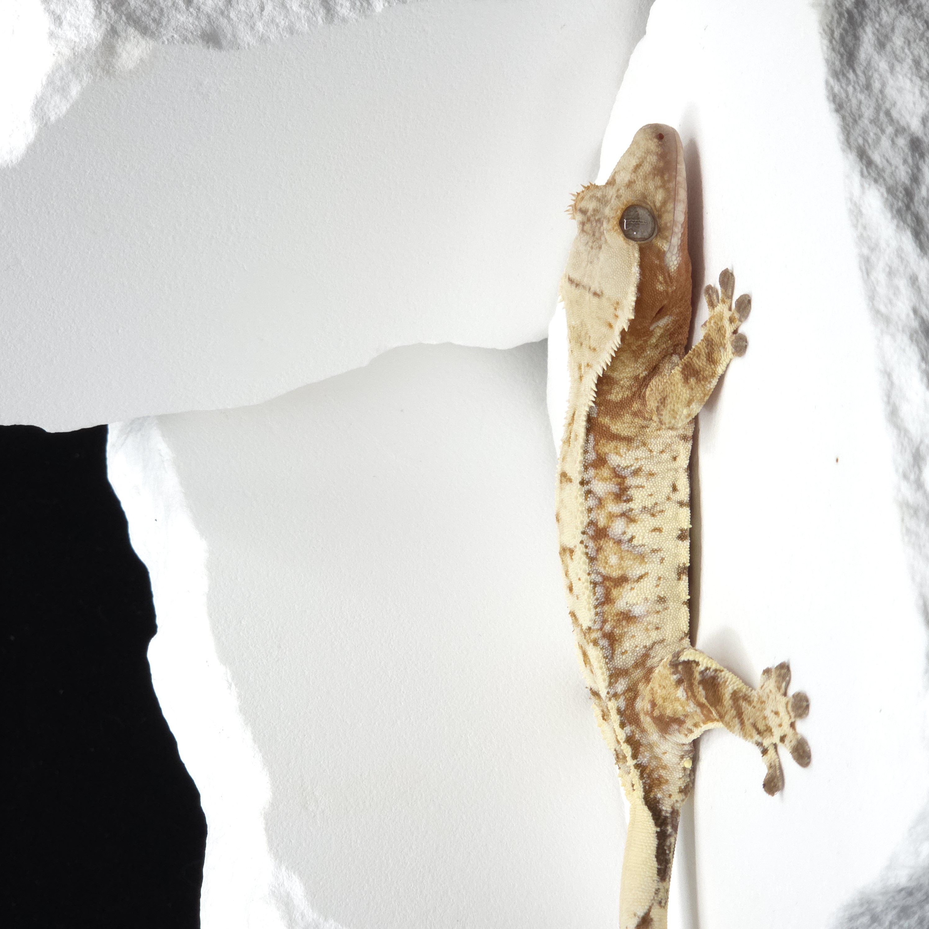 Red Drippy White Spot