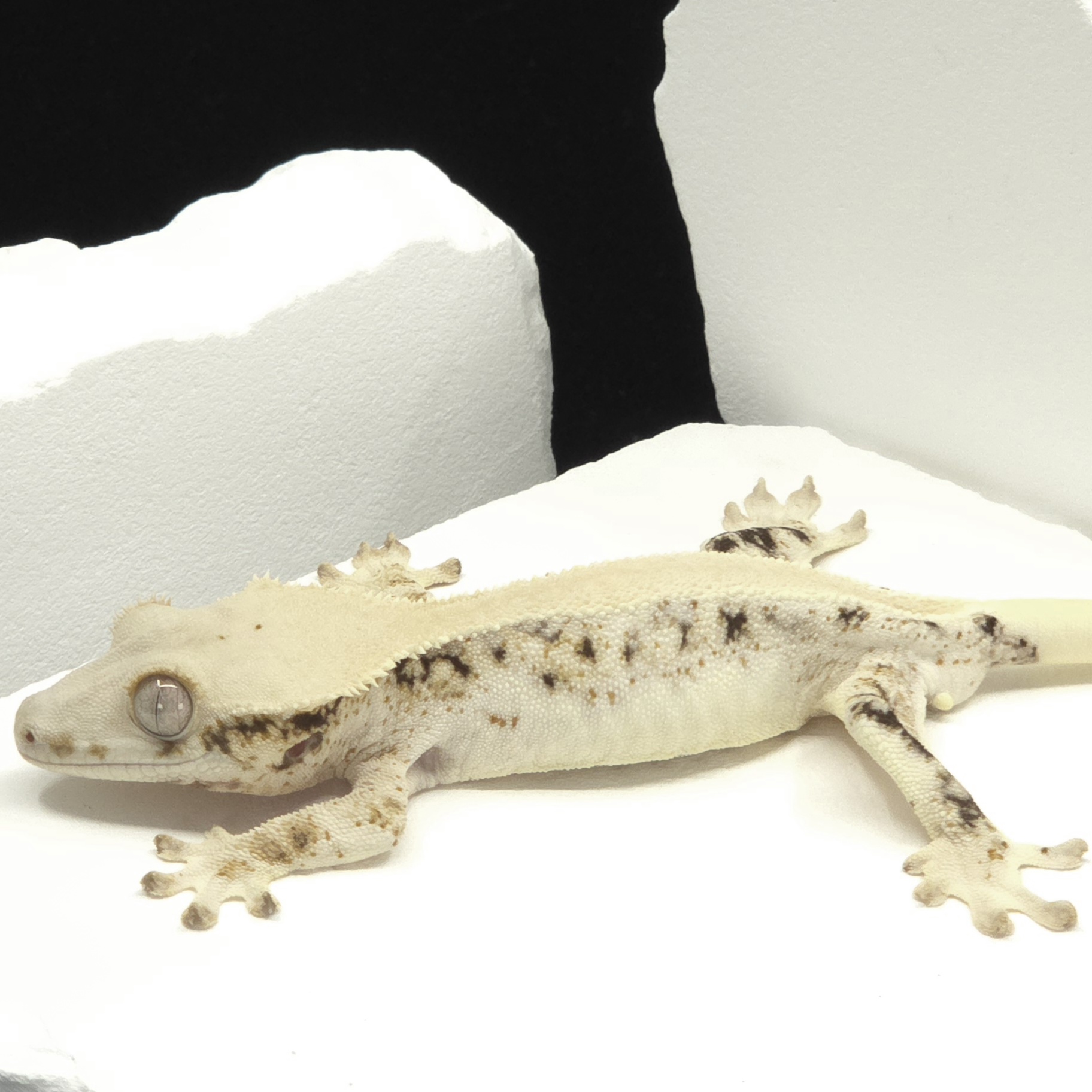 Solid Back Lilly White