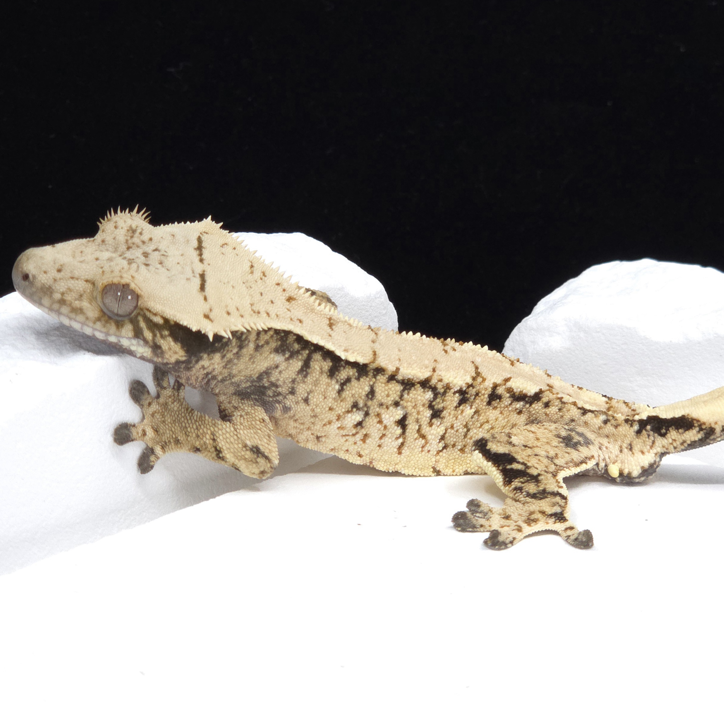 Tri Extreme Harlequin