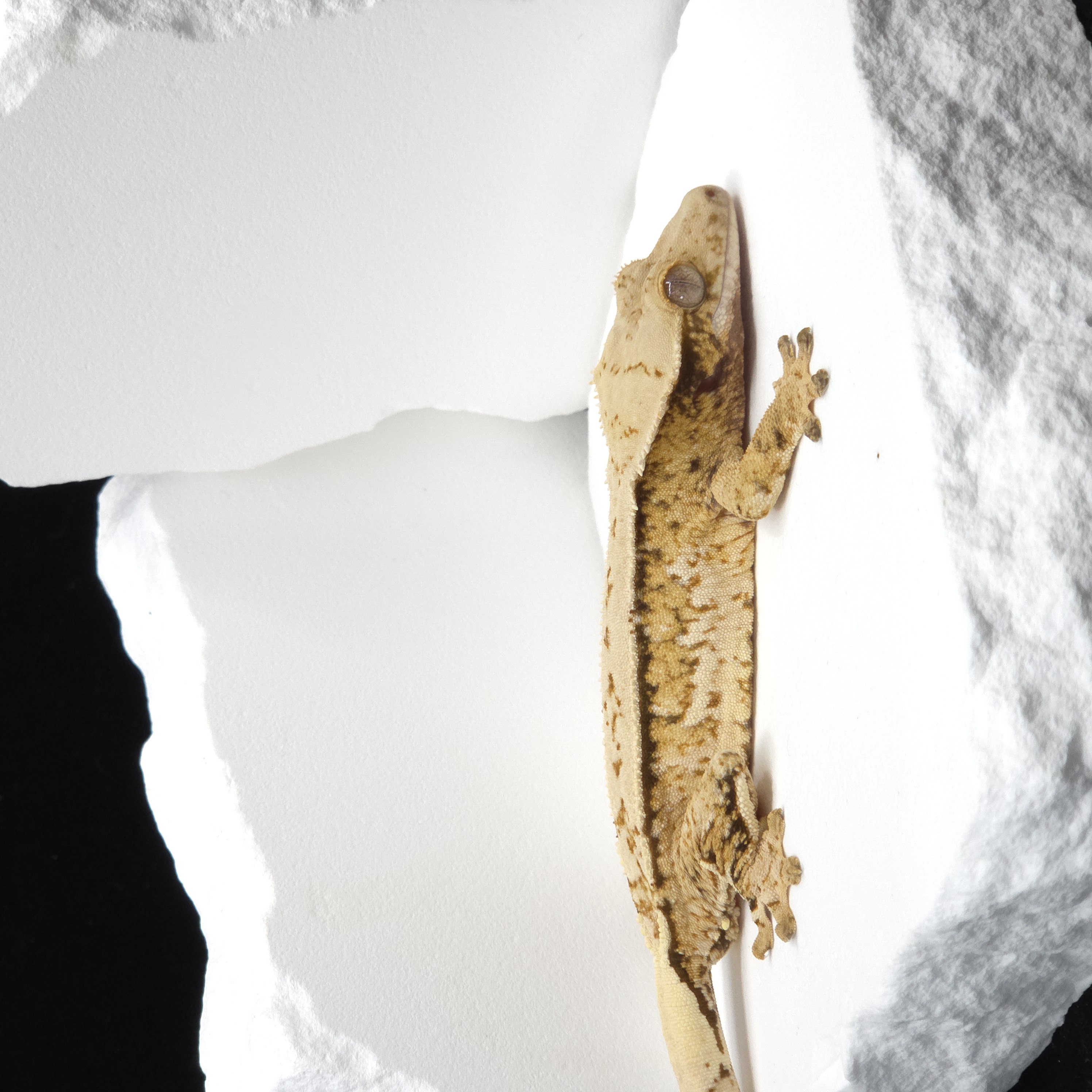 Tri Extreme Harlequin