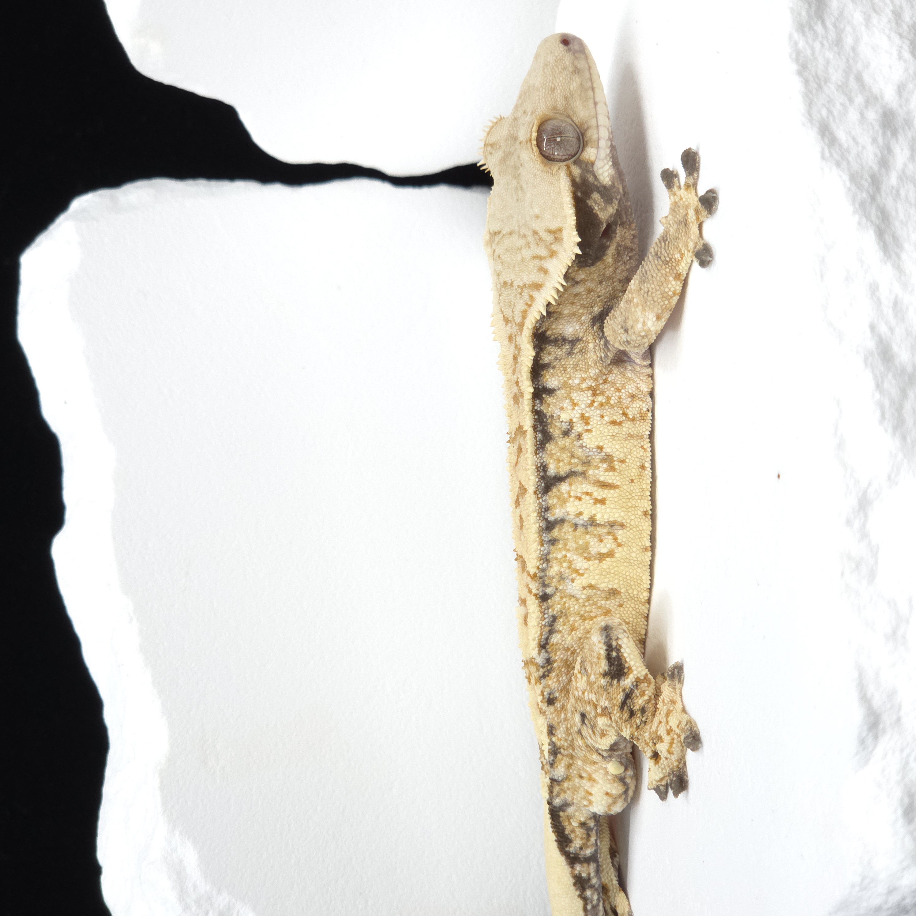 Tangerine Tri Extreme Harlequin