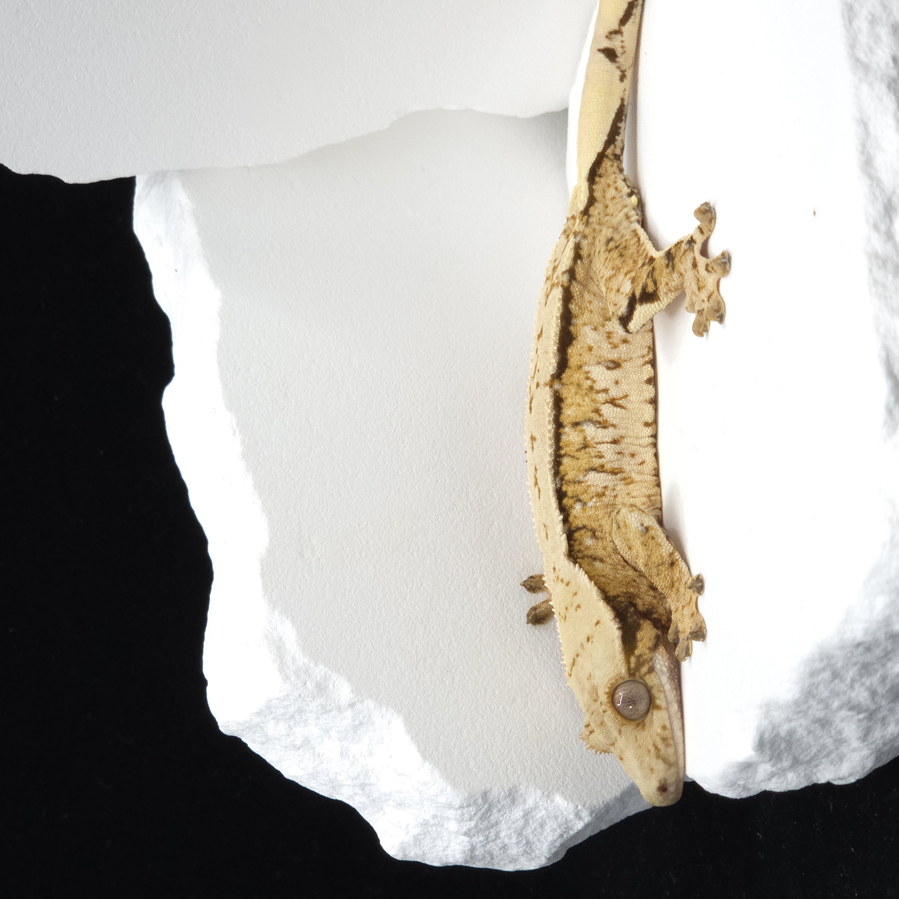 Tri Extreme Harlequin