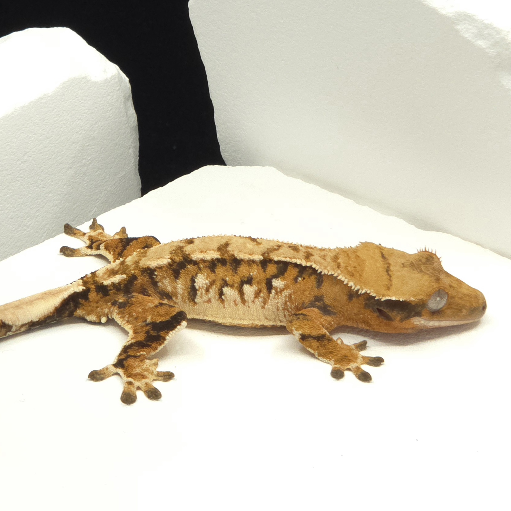 Tangerine Tri Extreme Harlequin