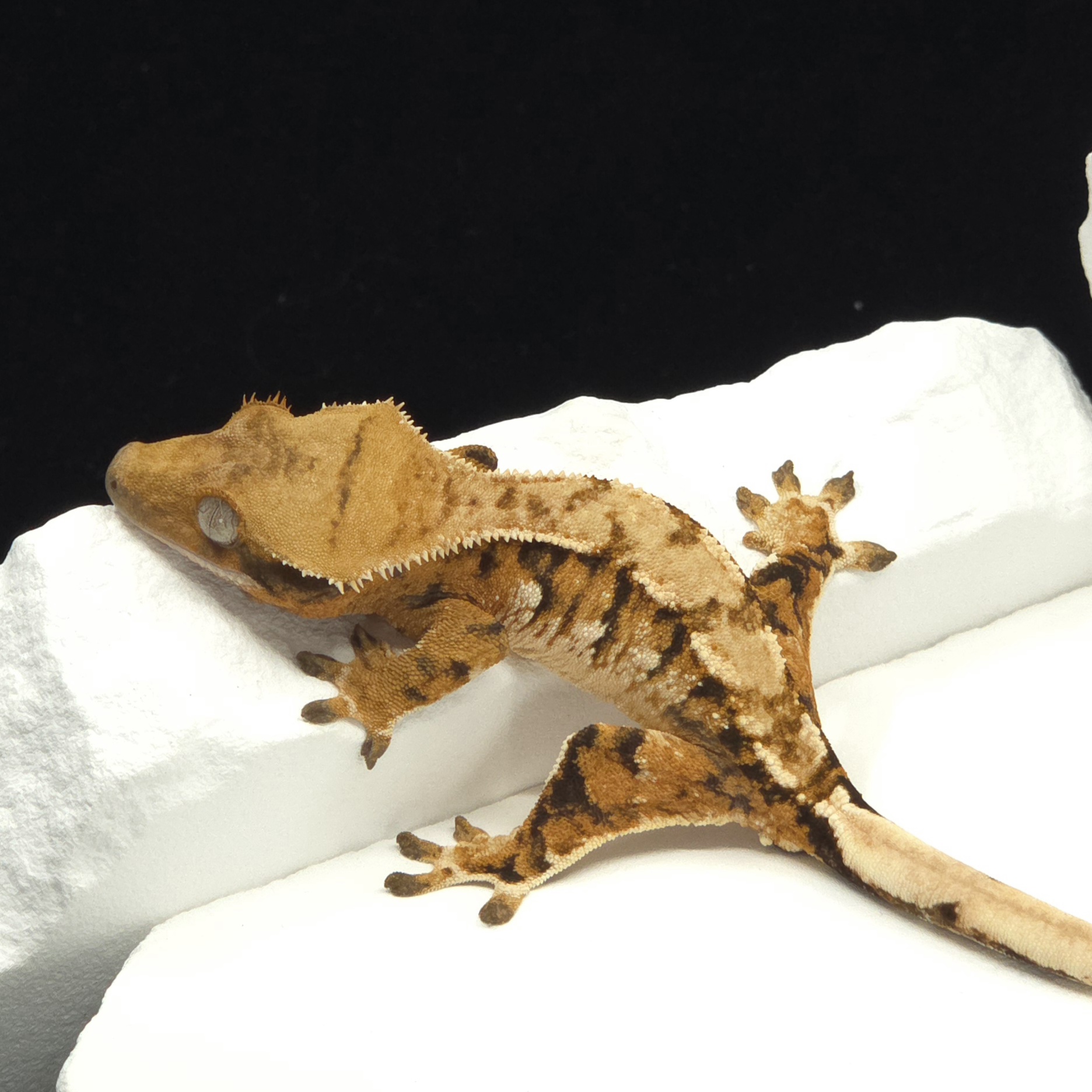 Tangerine Tri Extreme Harlequin