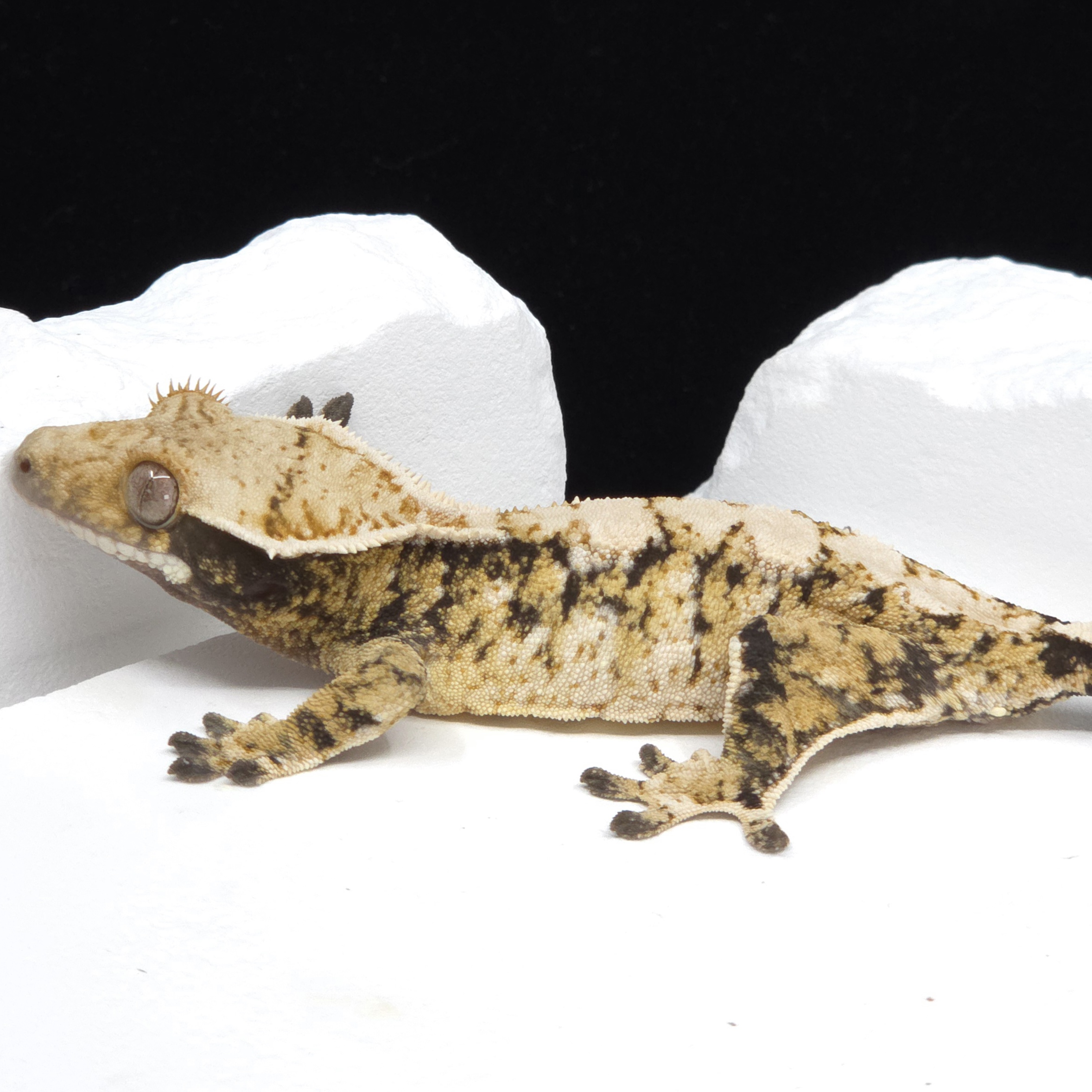 Tri Extreme Harlequin