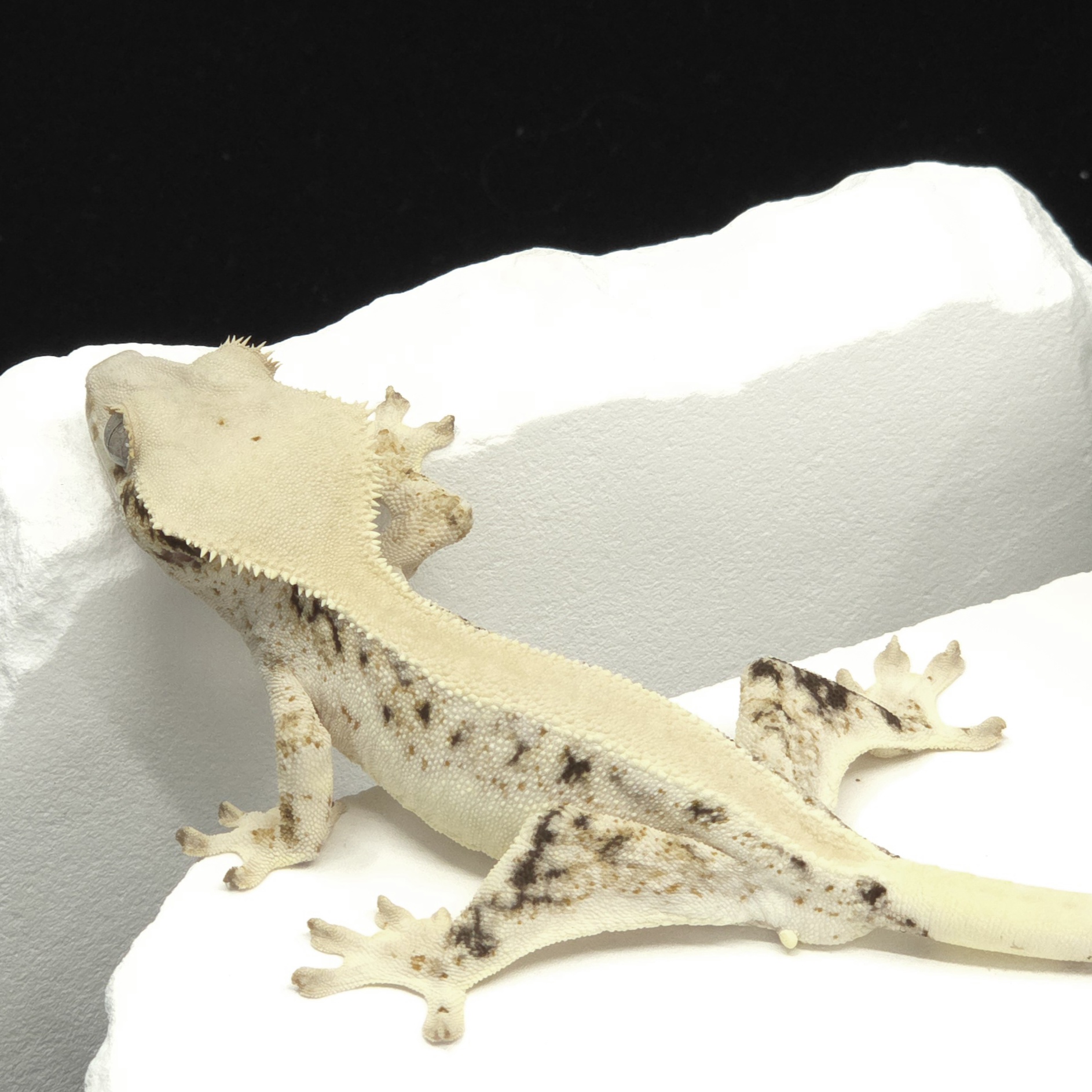 Solid Back Lilly White