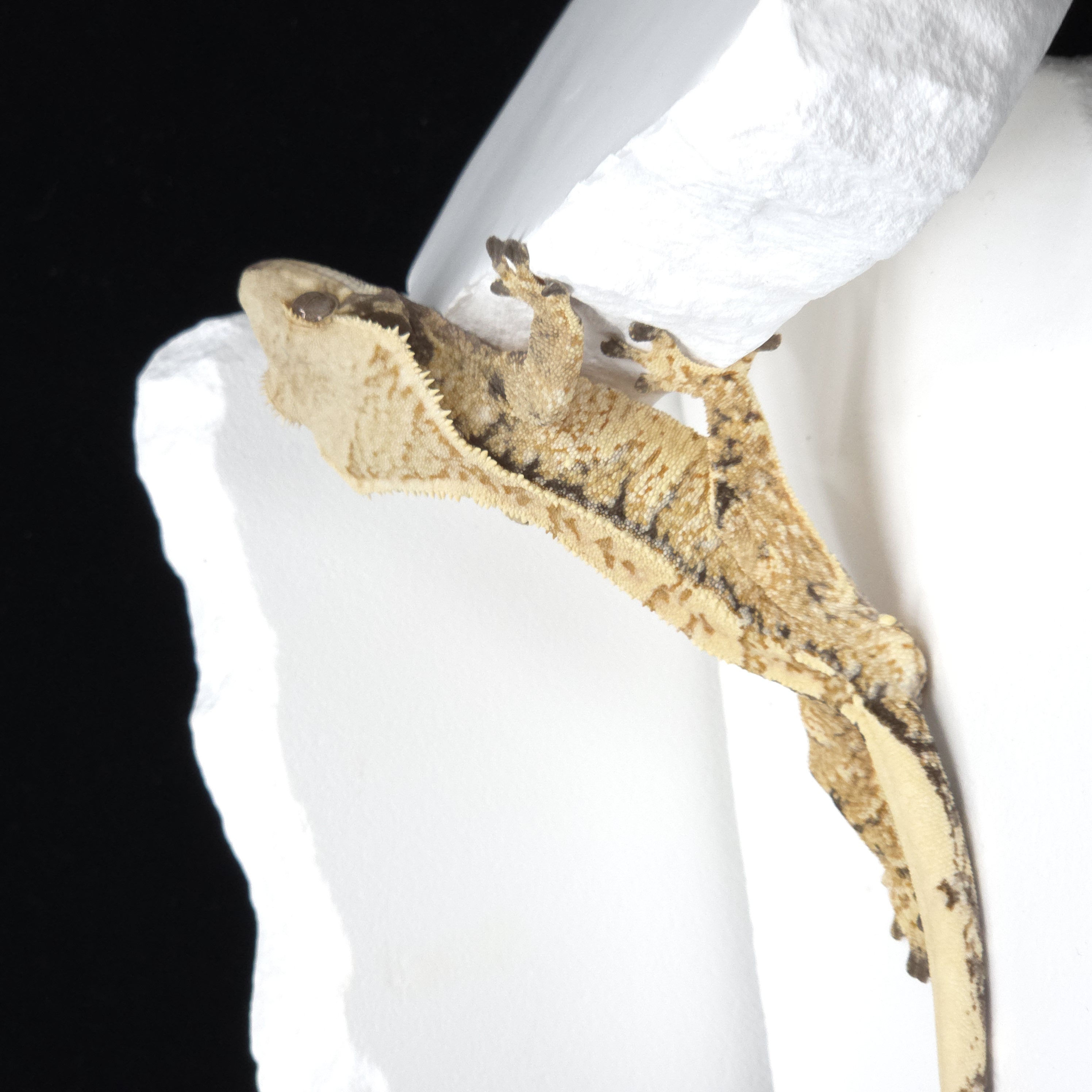 Tangerine Tri Extreme Harlequin