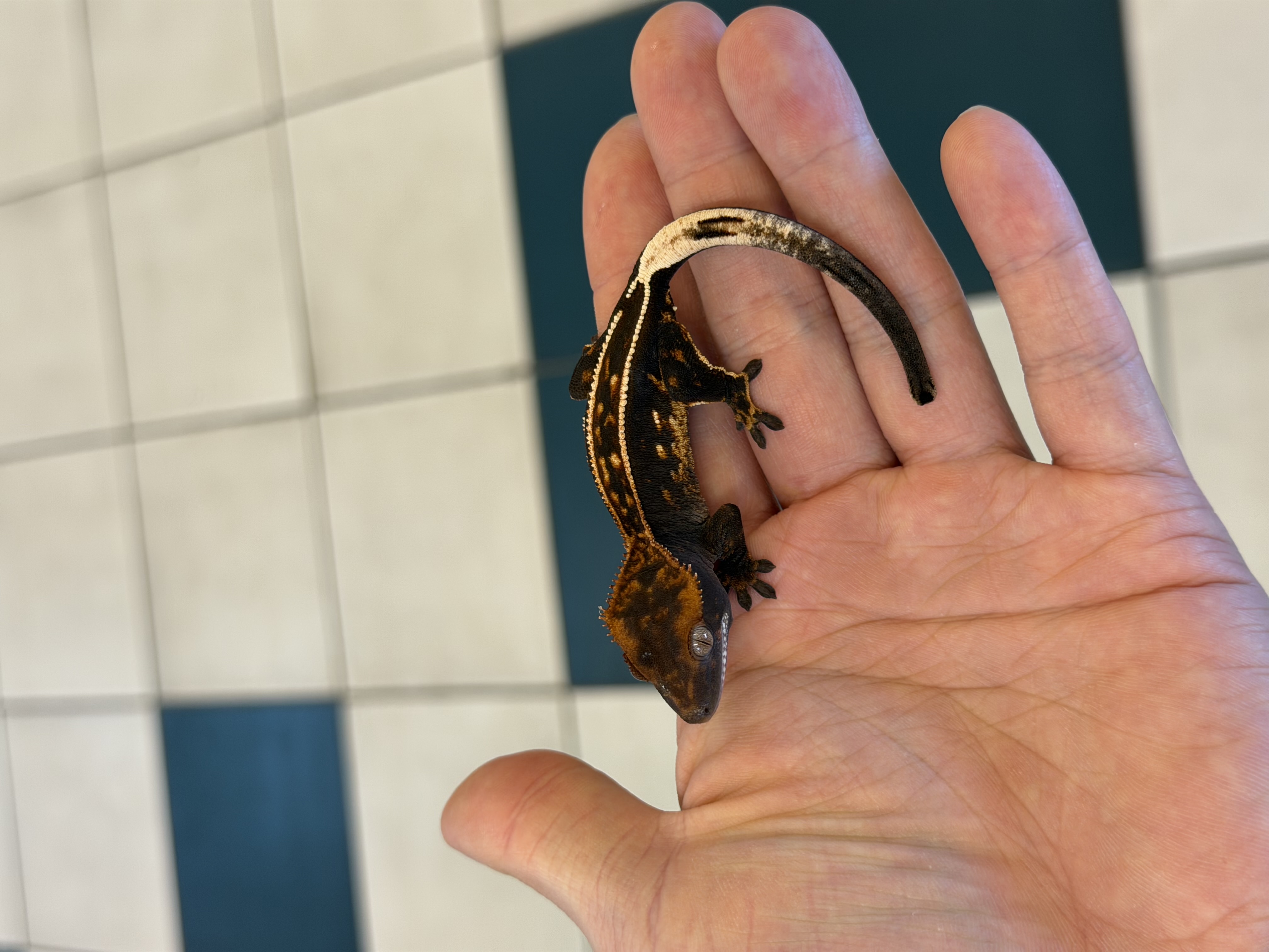 100% Het Axanthic Empty Back