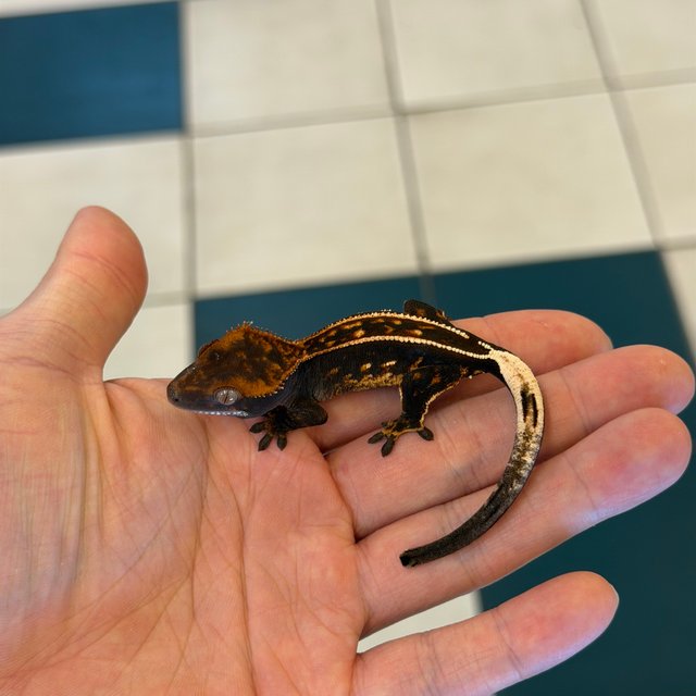 100% Het Axanthic Empty Back