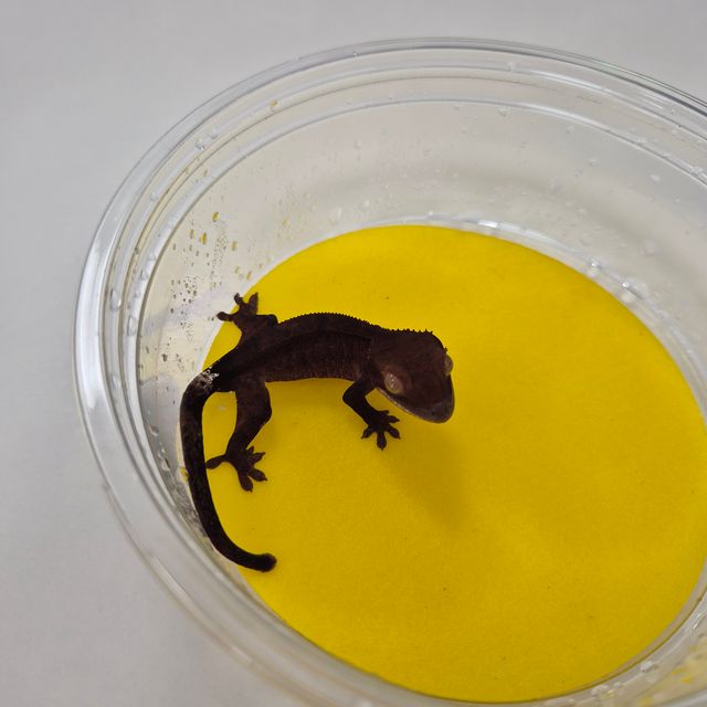 Charcoal Phantom Cappuccino