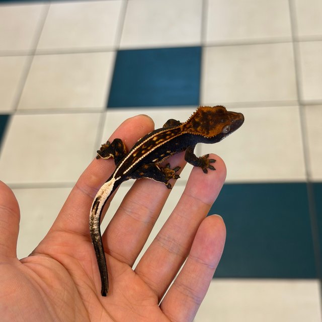 100% Het Axanthic Empty Back