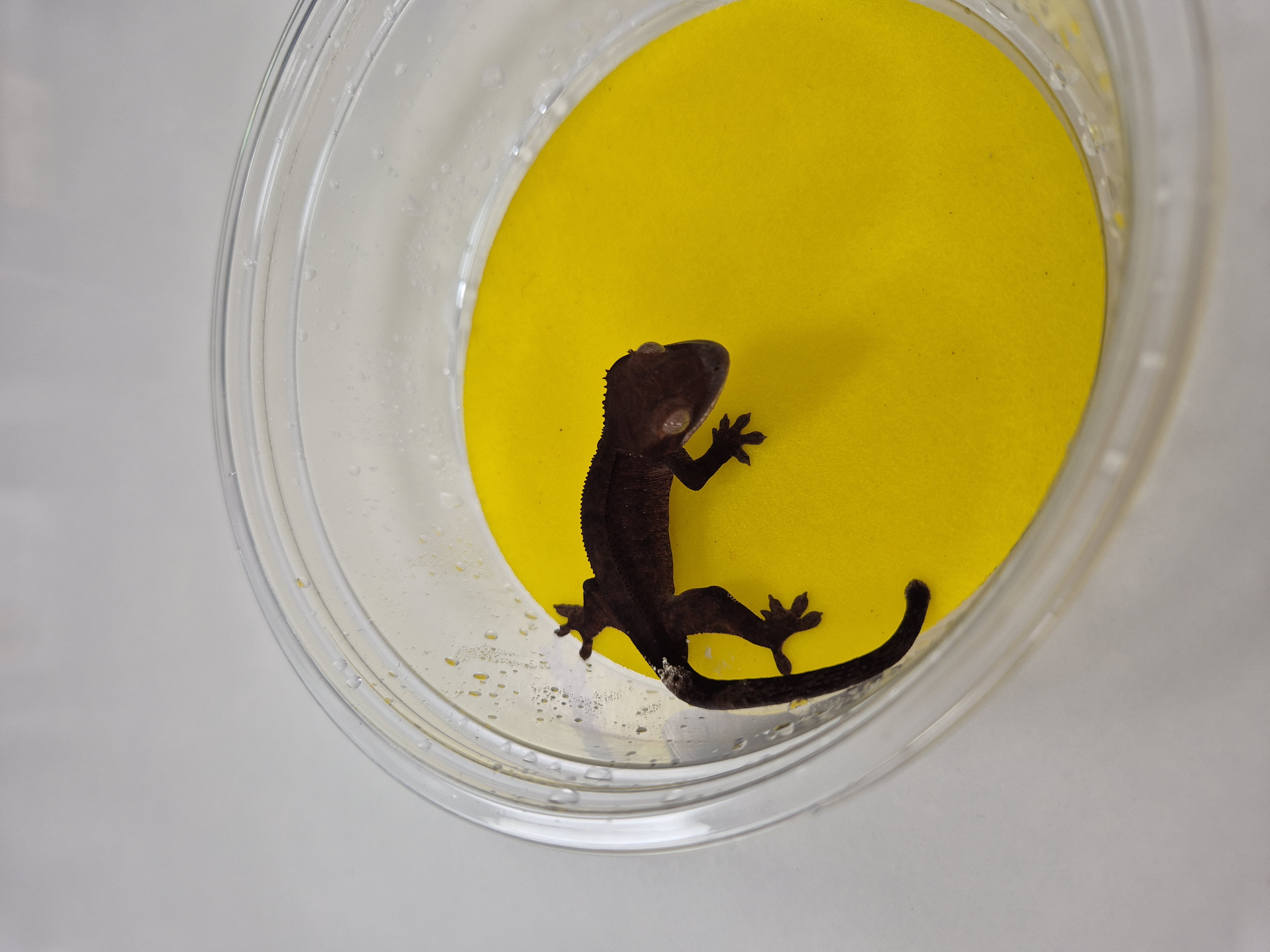 Charcoal Phantom Cappuccino