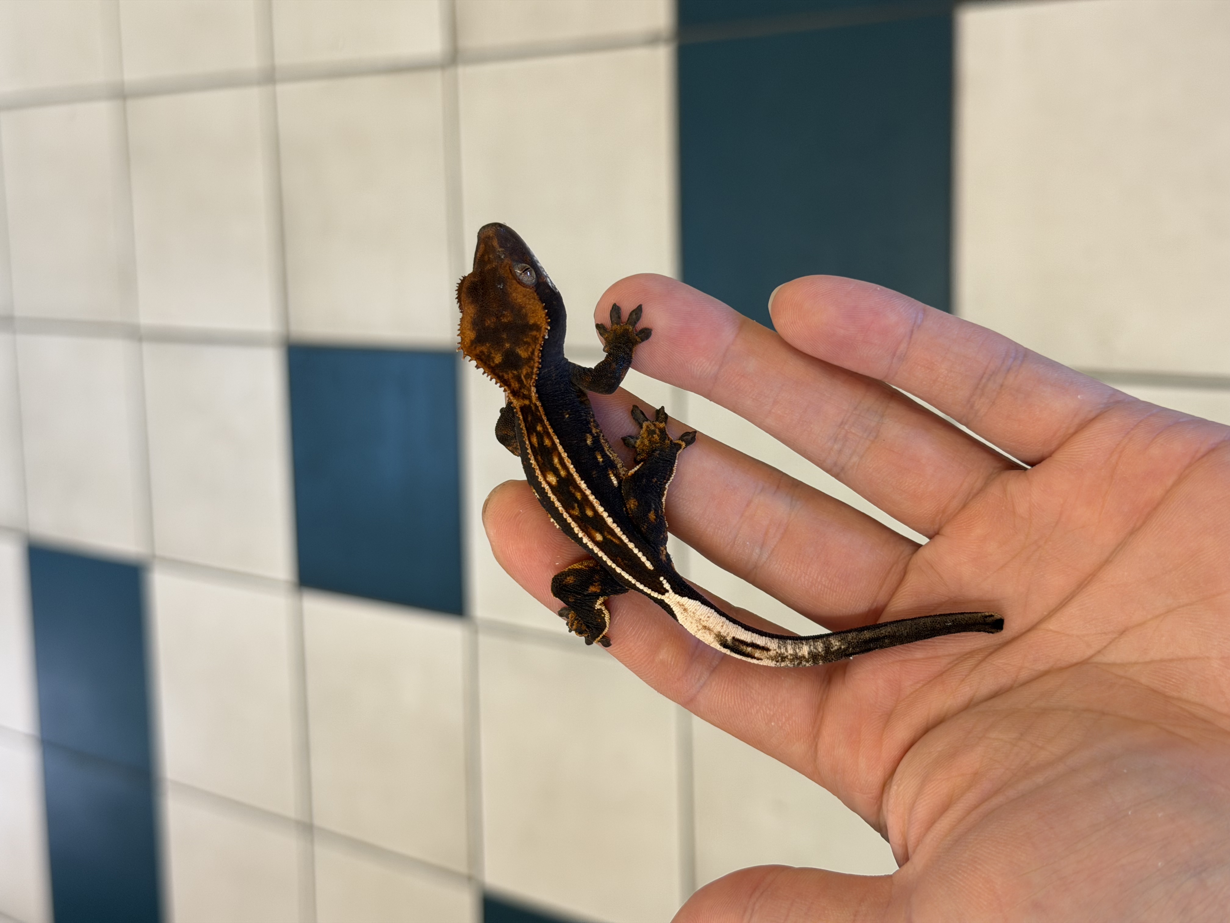 100% Het Axanthic Empty Back