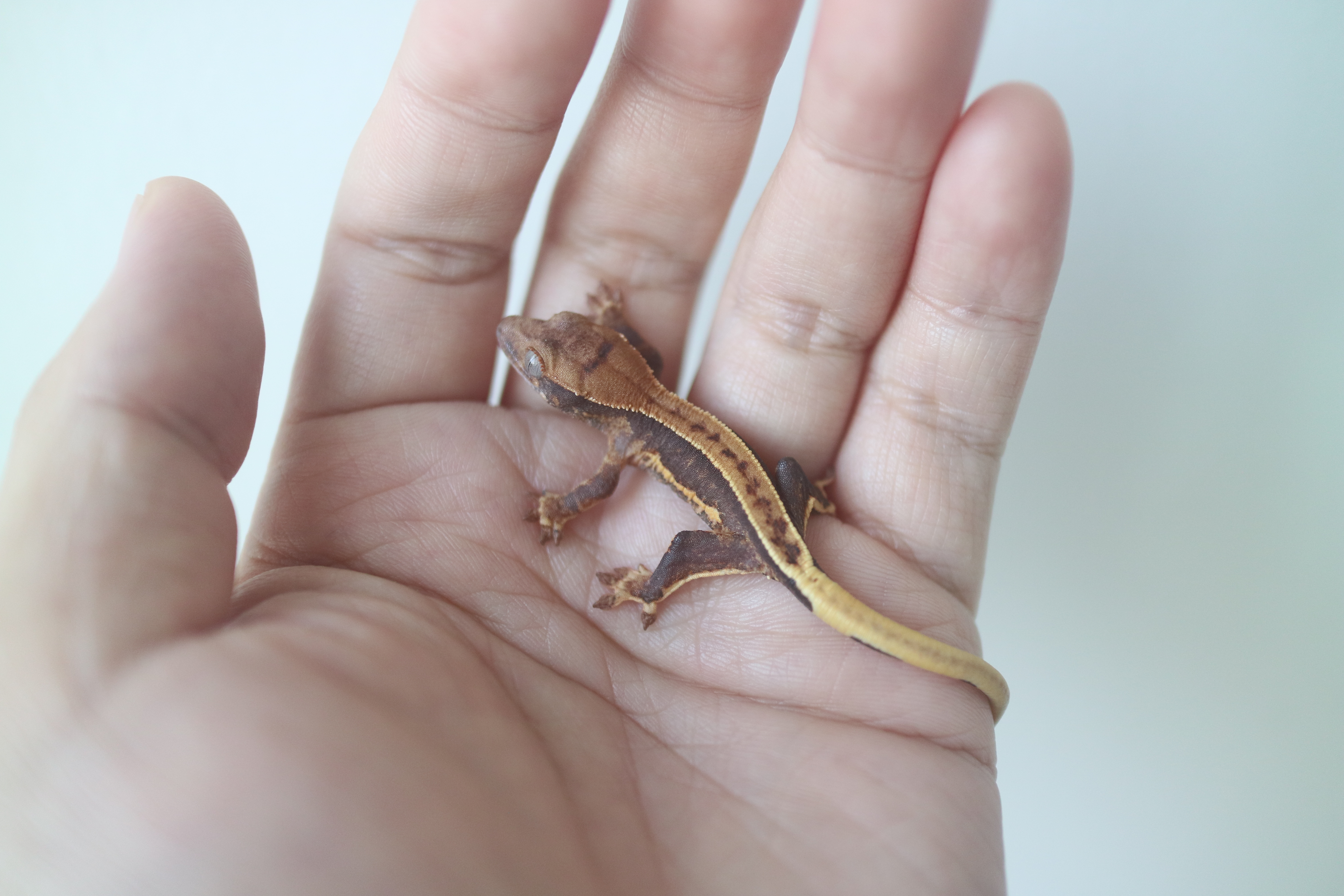 Lilly 100% Het Axanthic