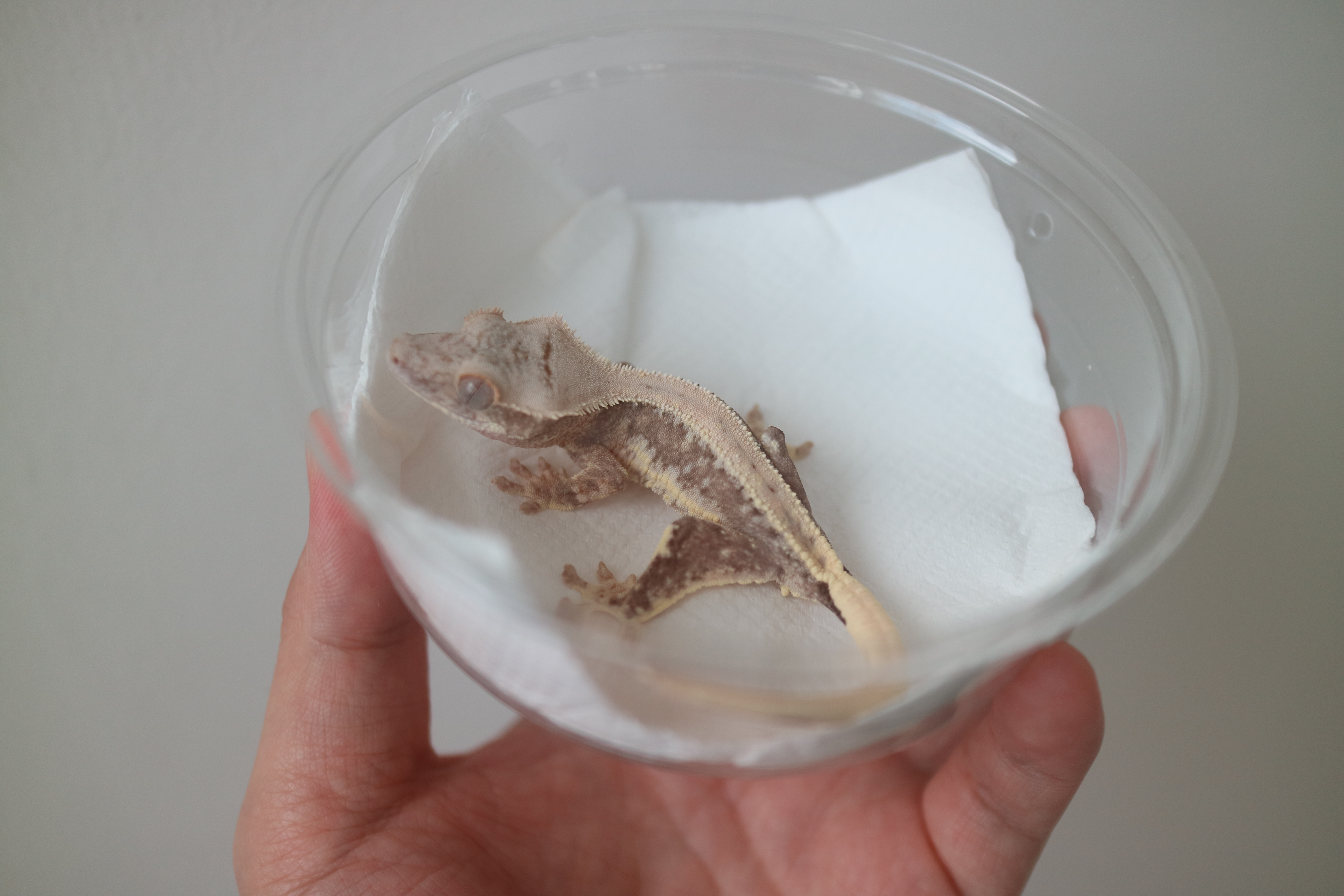 Lilly 100% Het Axanthic