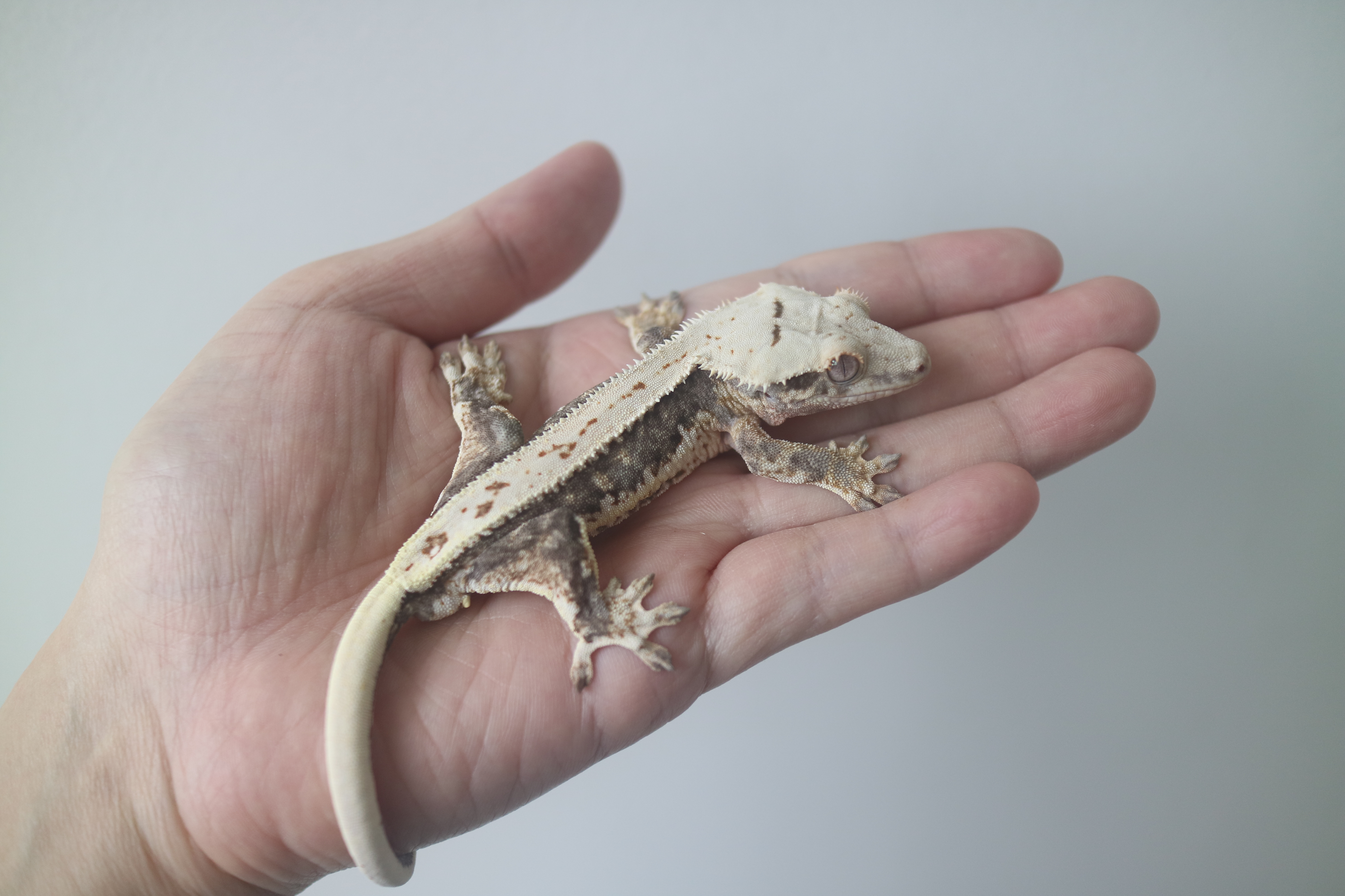 Lilly 100% Het Axanthic