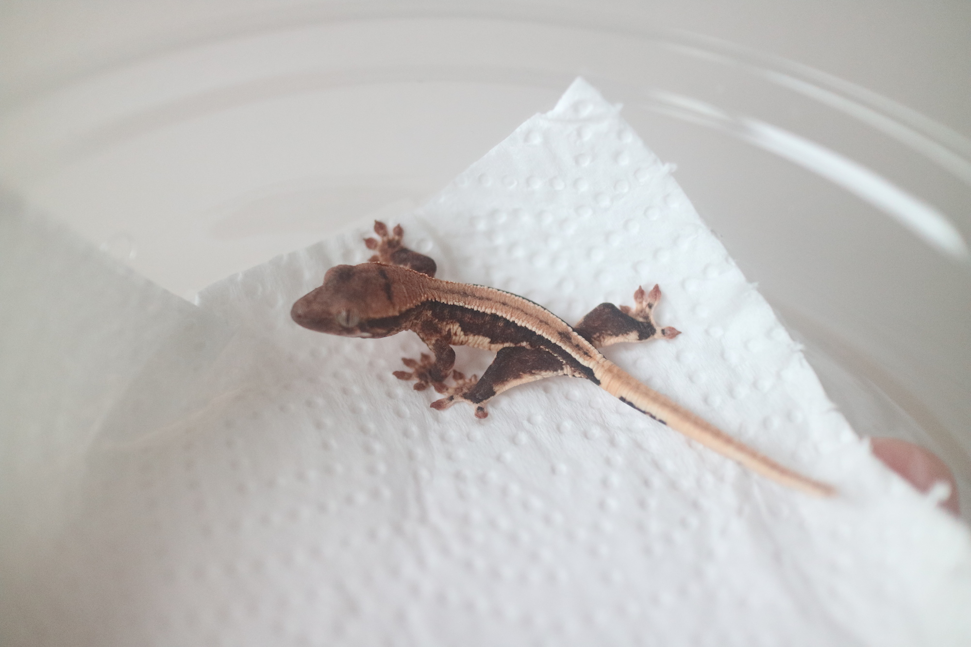 Lilly 100% Het Axanthic