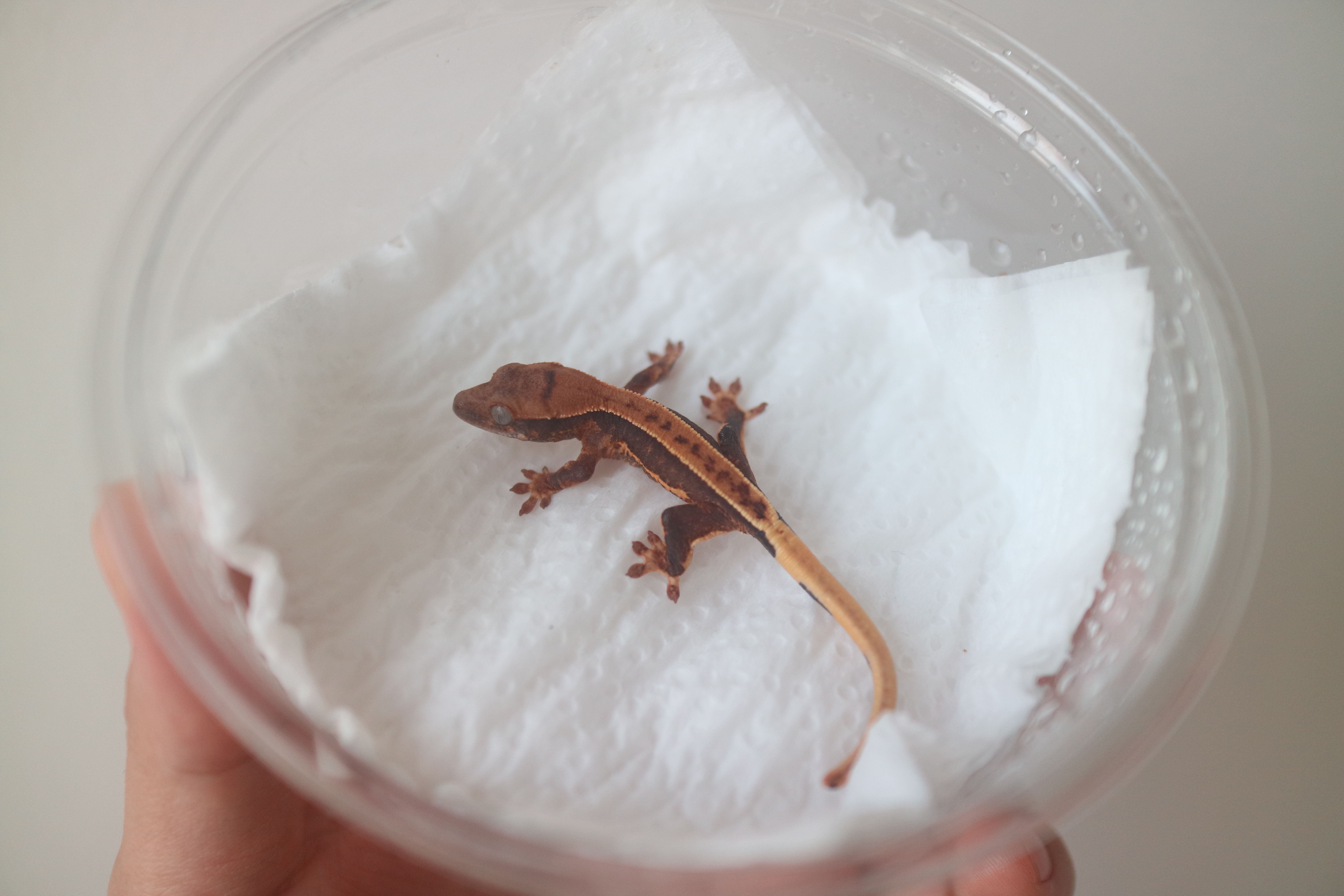 Lilly 100% Het Axanthic