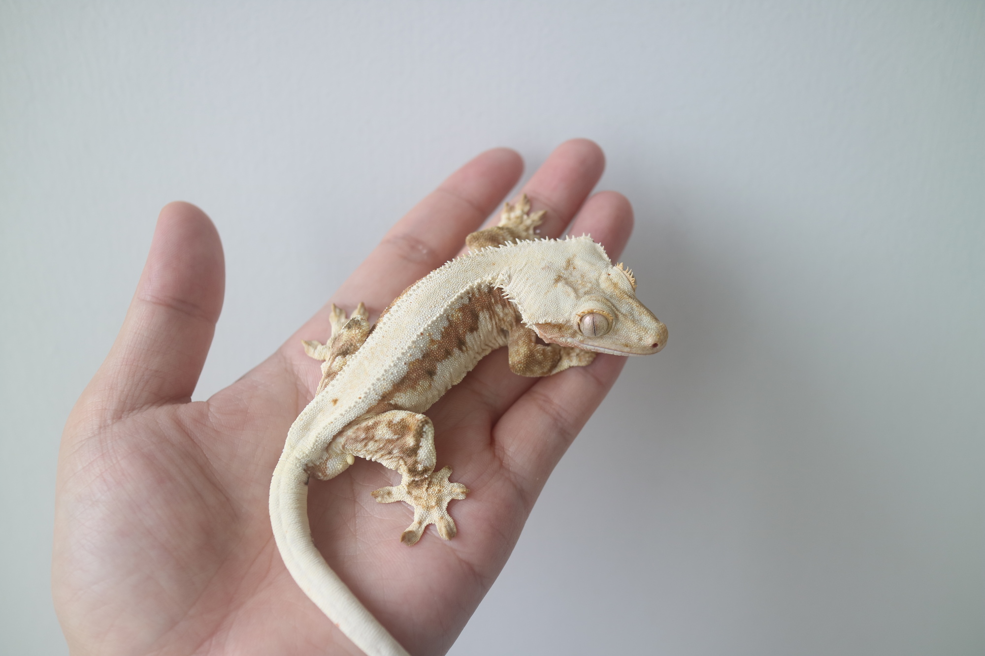Lilly 100% Het Axanthic