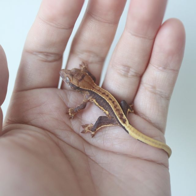 Lilly 100% Het Axanthic