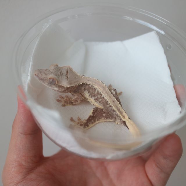 Lilly 100% Het Axanthic