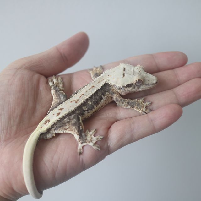 Lilly 100% Het Axanthic