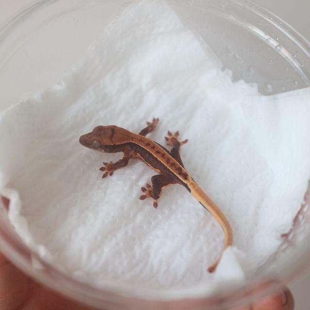 Lilly 100% Het Axanthic