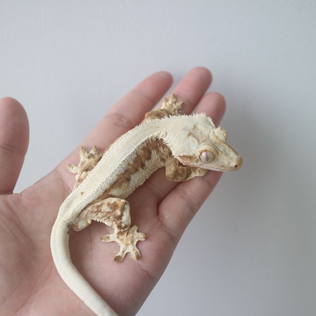 Lilly 100% Het Axanthic