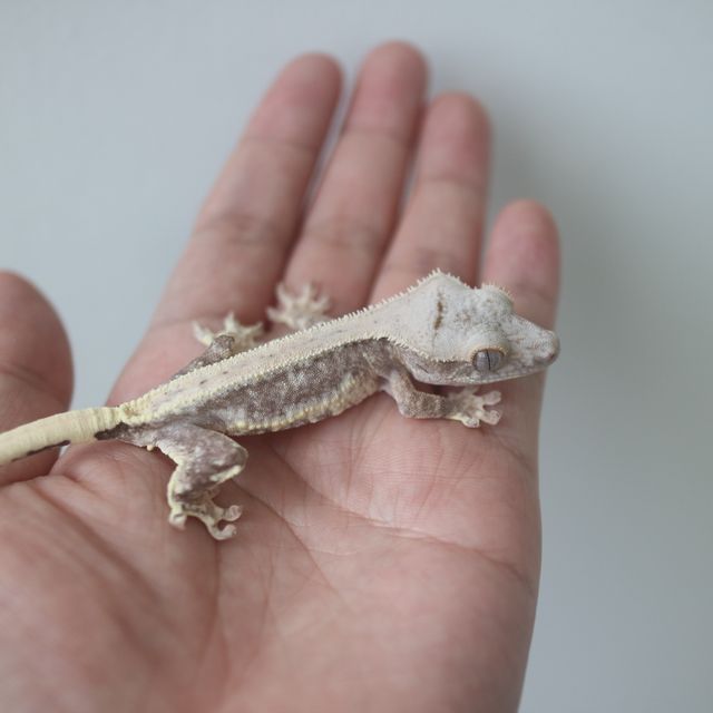 Lilly 100% Het Axanthic