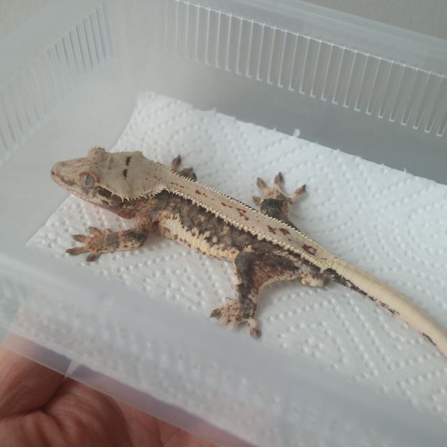 Lilly 100% Het Axanthic