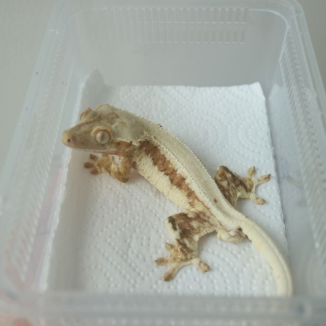 Lilly 100% Het Axanthic