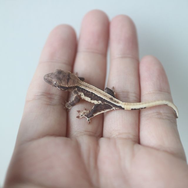 Lilly 100% Het Axanthic