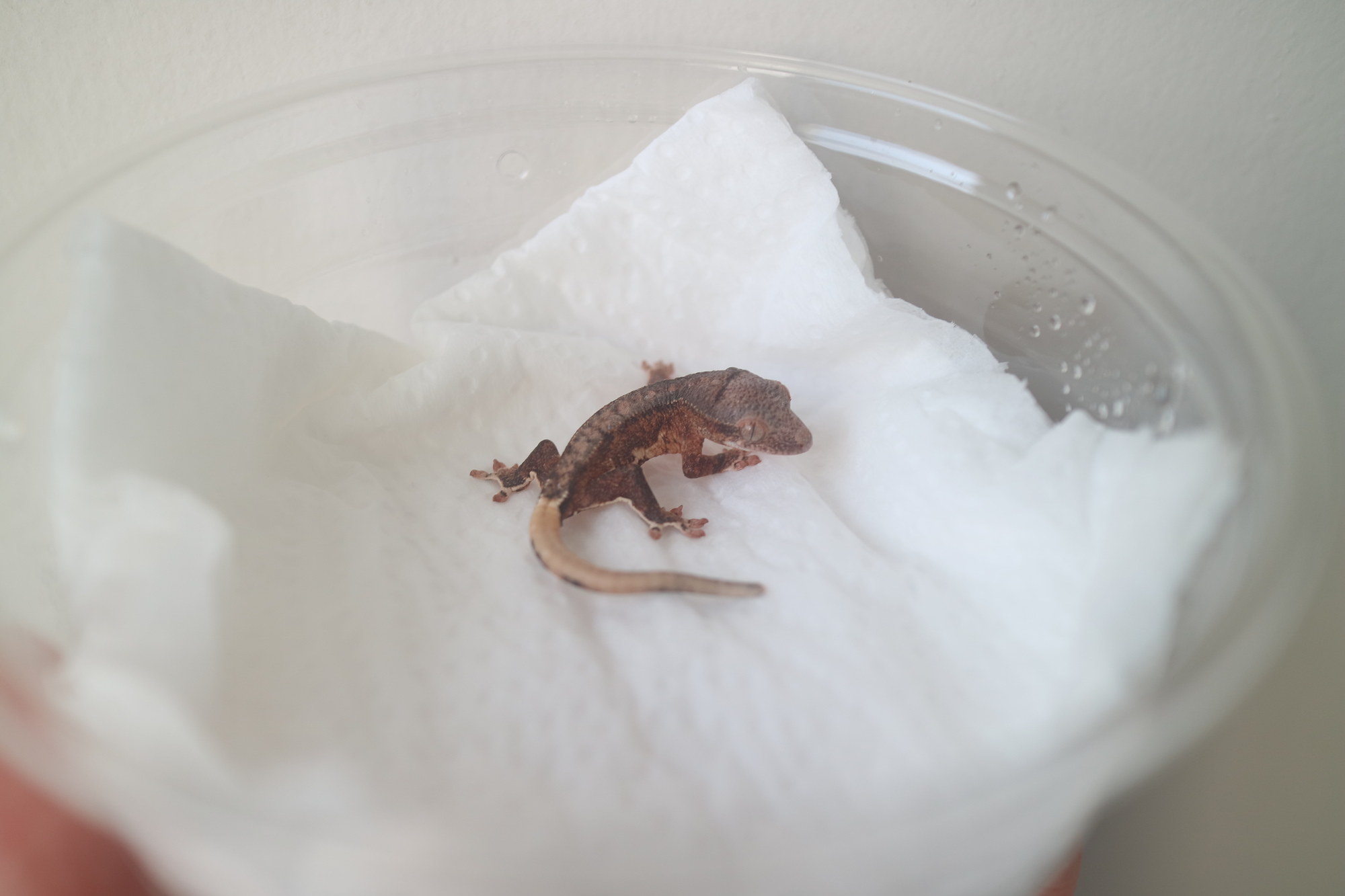 Lilly 100% Het Axanthic