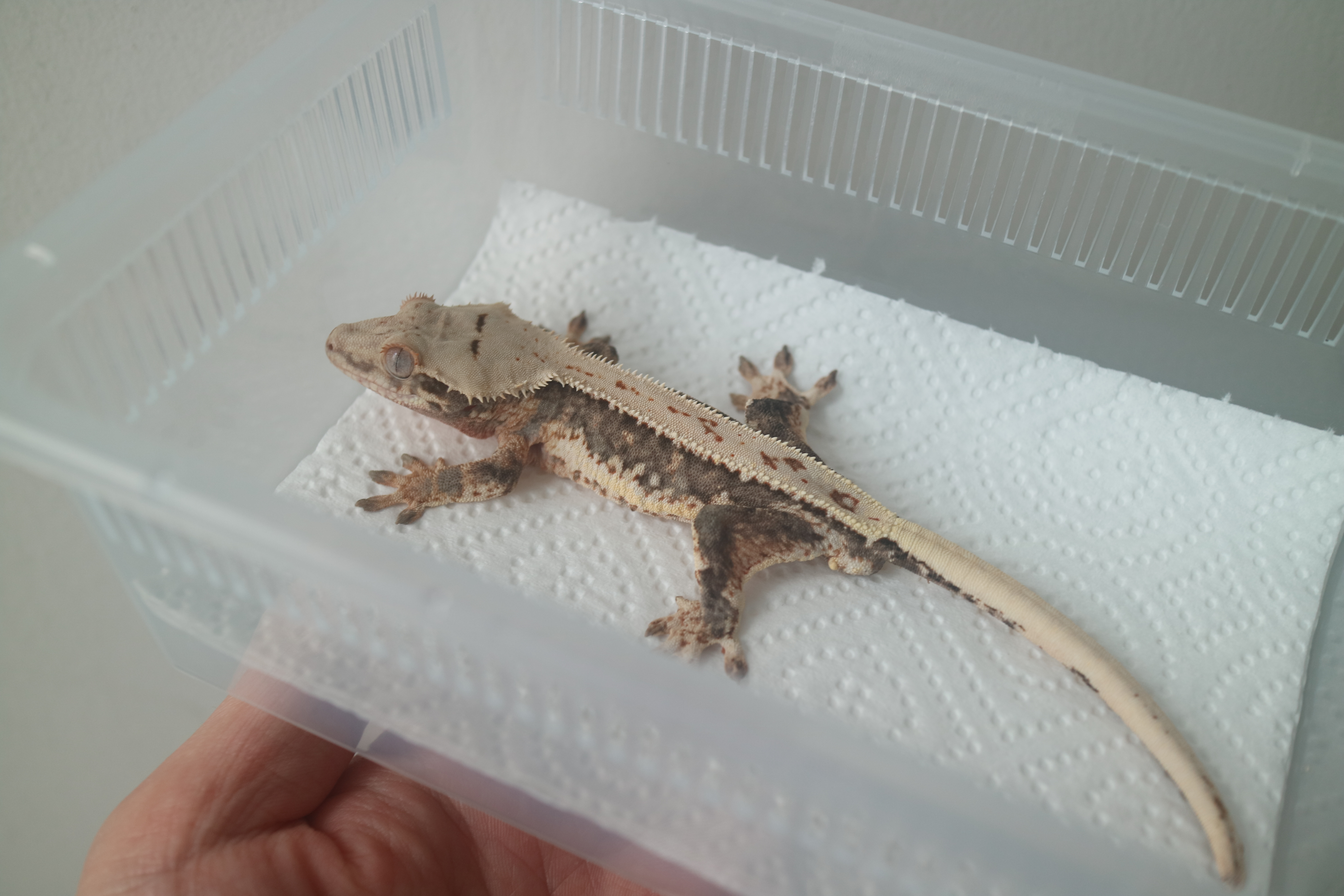 Lilly 100% Het Axanthic