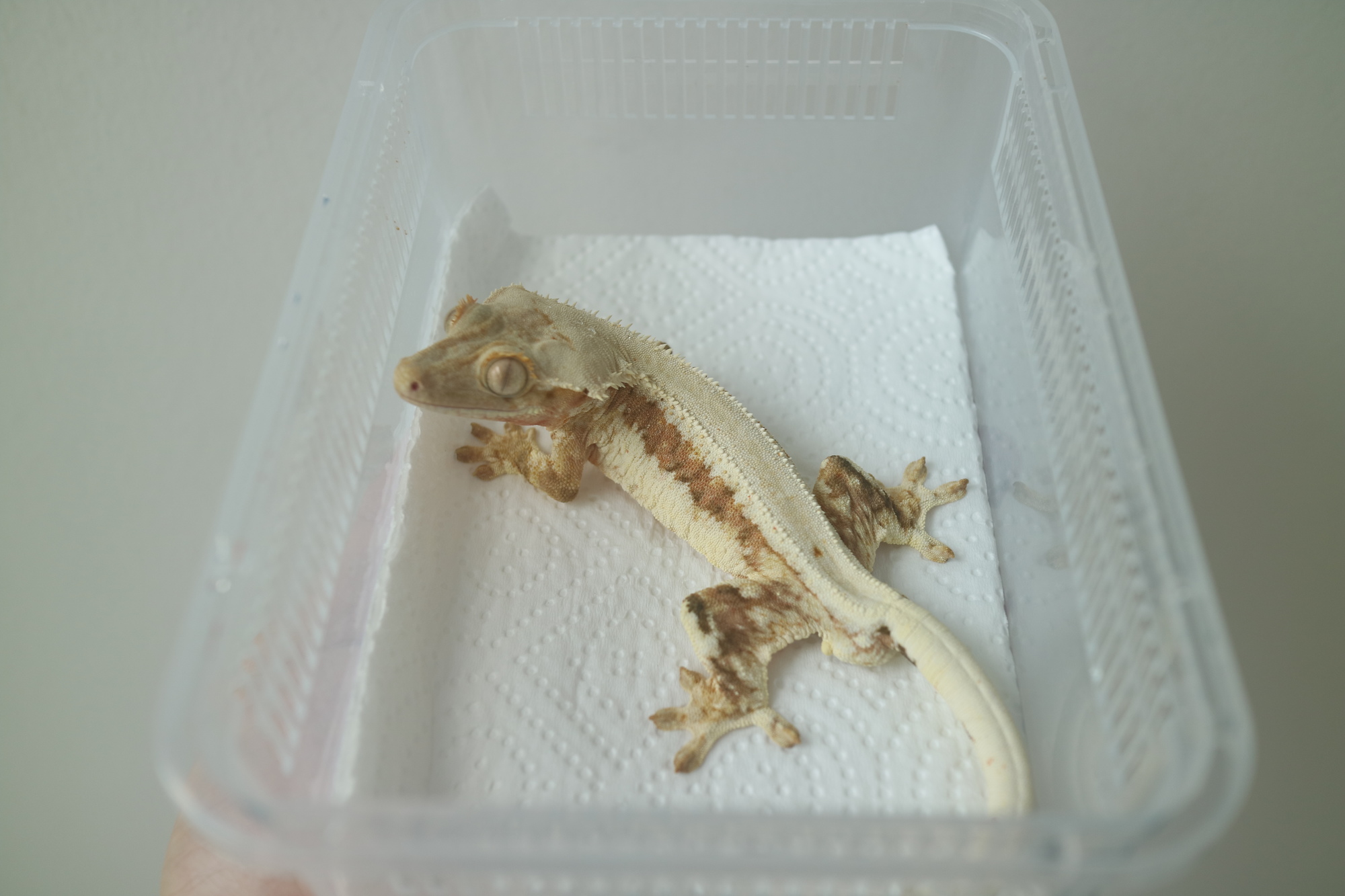 Lilly 100% Het Axanthic