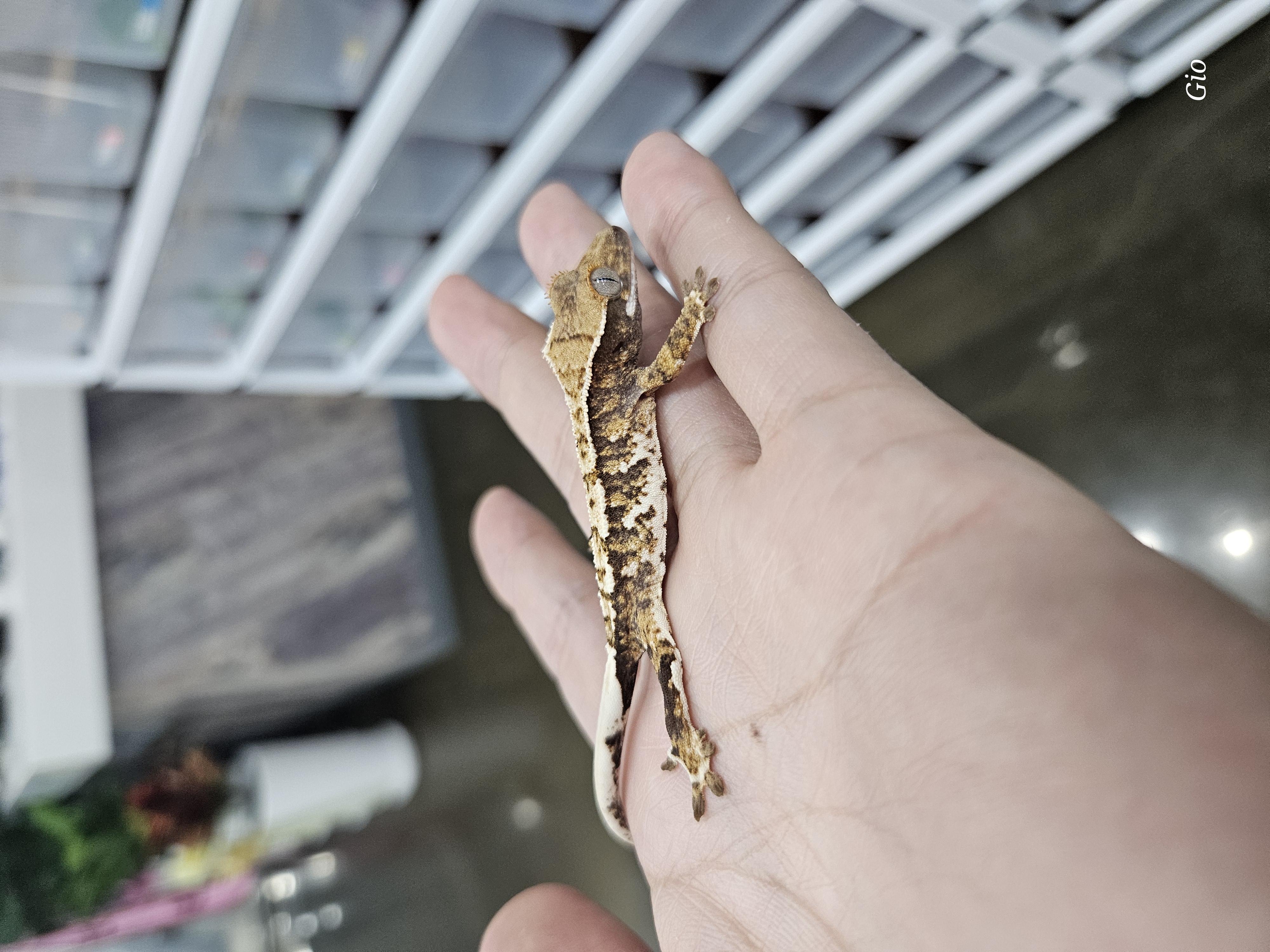 Tri Barb White Pin Extreme Harlequin