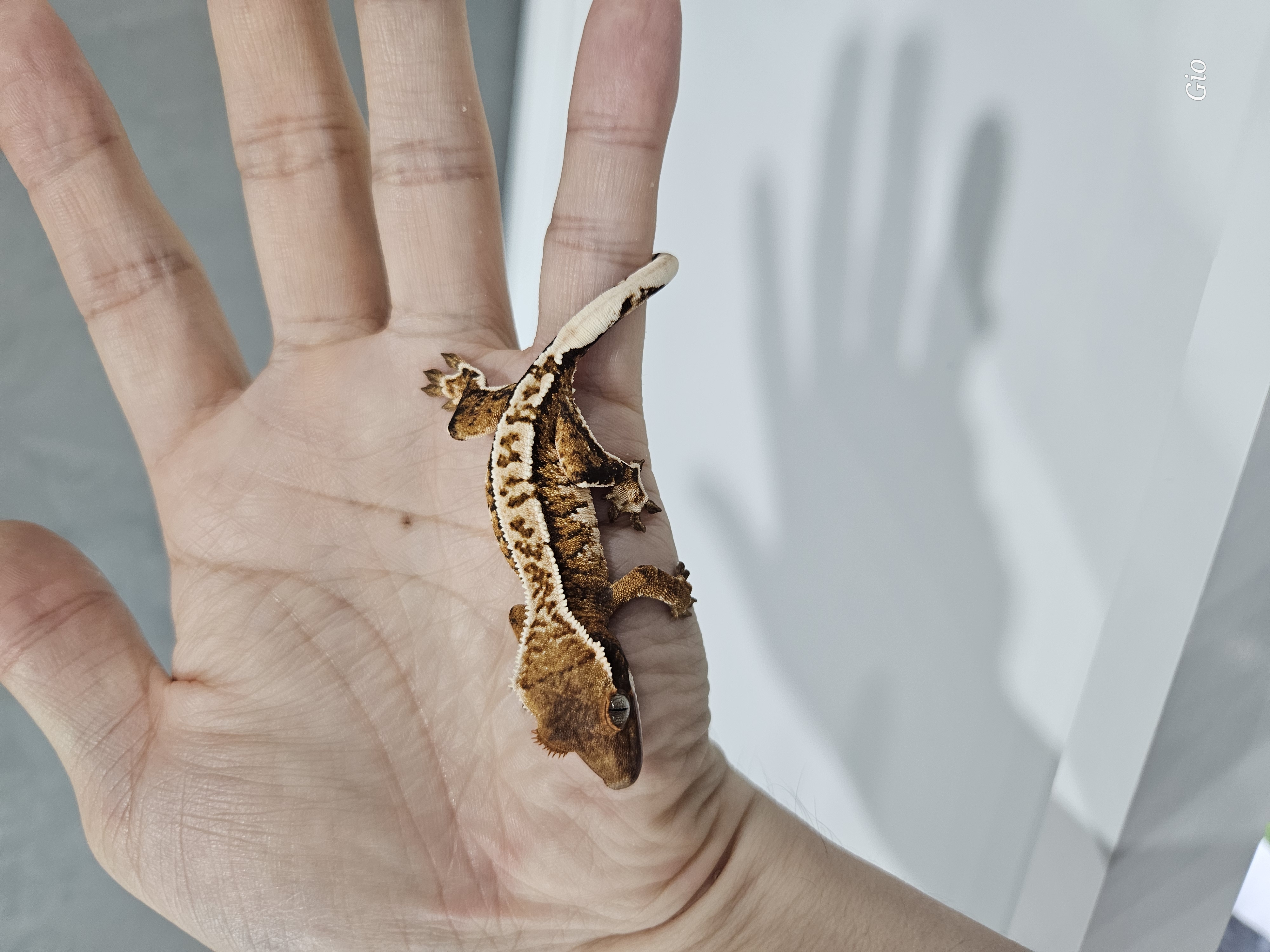 Extreme Harlequin Barb Tri White Pin