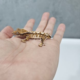 Barb White Pin Tri Extreme Harlequin