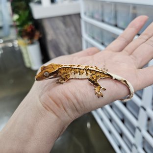 Barb White Pin Tri Extreme Harlequin