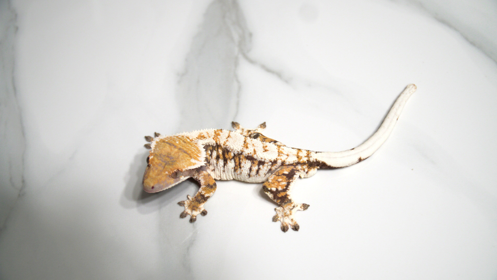 Barb Drippy Tri Extreme Harlequin